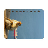 Magnet Flexible Le singe barbare de Gibraltar (Horizontal)
