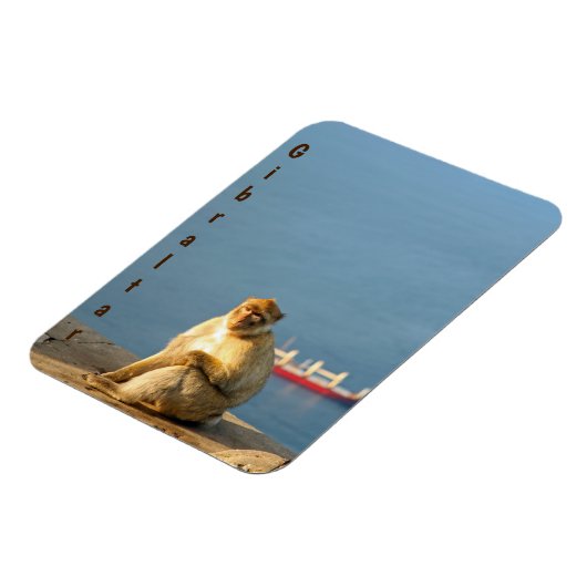 Magnet Flexible Le singe barbare de Gibraltar (Côté Gauche)