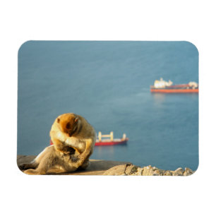 Magnet Flexible Le singe barbare de Gibraltar