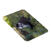 Magnet Flexible Le singe tacheté de Schmidt (Côté Droit)