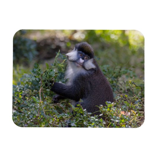 Magnet Flexible Le singe tacheté de Schmidt (Horizontal)