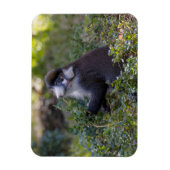 Magnet Flexible Le singe tacheté de Schmidt (Vertical)