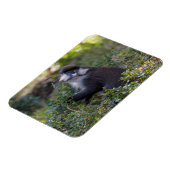 Magnet Flexible Le singe tacheté de Schmidt (Côté Gauche)