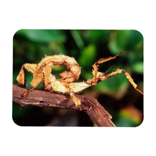 Magnet Flexible le spectre de Macleay (épiney Stick Insect), (Horizontal)
