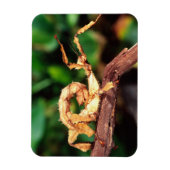 Magnet Flexible le spectre de Macleay (épiney Stick Insect), (Vertical)