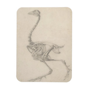 Magnet Flexible Le Squelette d'une Foule, de la série 'A Compara