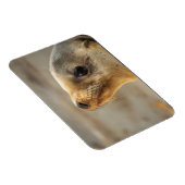 Magnet Flexible Le visage du Lion de Mer Bébé (Côté Droit)