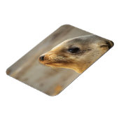Magnet Flexible Le visage du Lion de Mer Bébé (Côté Gauche)