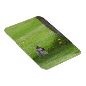 Magnet Flexible L'écureuil a l'air mignon (Côté Droit)