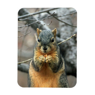 Magnet Flexible L'écureuil mange une noix