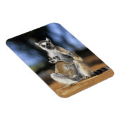 Magnet Flexible Lémur à queue annelée, (Lemur catta), Mère et (Côté Droit)