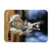 Magnet Flexible Lémur à queue annelée, (Lemur catta), Mère et (Horizontal)
