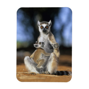 Magnet Flexible Lémur à queue annelée, (Lemur catta), Mère et