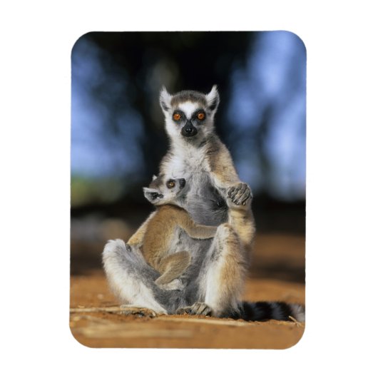 Magnet Flexible Lémur à queue annelée, (Lemur catta), Mère et (Vertical)