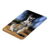 Magnet Flexible Lémur à queue annelée, (Lemur catta), Mère et (Côté Gauche)