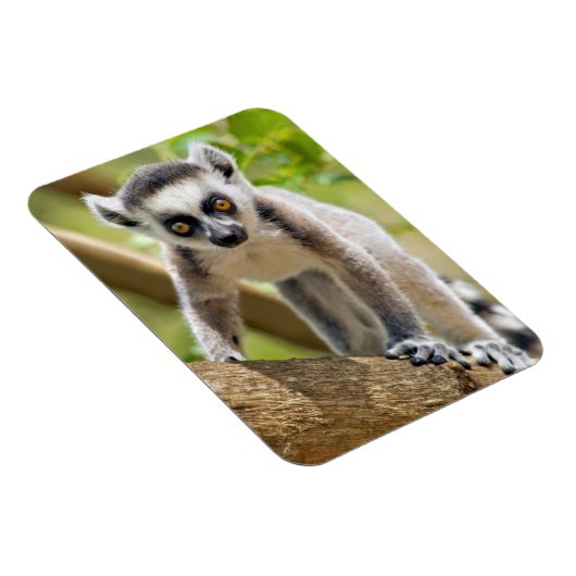 Magnet Flexible Lemur de bébé (Côté Droit)
