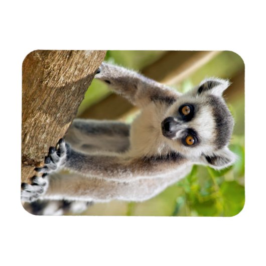 Magnet Flexible Lemur de bébé (Horizontal)