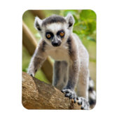 Magnet Flexible Lemur de bébé (Vertical)