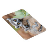 Magnet Flexible Lémurien à queue annelée bébé sur le dos de sa mèr (Côté Droit)