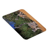 Magnet Flexible Lémuriens (Lemur Catta), Berenty (Côté Droit)