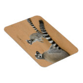 Magnet Flexible Lémurs à queue annelée, (Lemur catta), Berenty (Côté Droit)