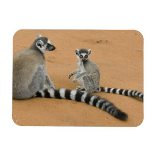 Magnet Flexible Lémurs à queue annelée, (Lemur catta), Berenty