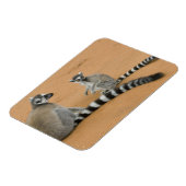 Magnet Flexible Lémurs à queue annelée, (Lemur catta), Berenty (Côté Gauche)