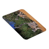 Magnet Flexible Lémurs à queue annelée (Lemur Catta), Berenty (Côté Droit)