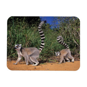 Magnet Flexible Lémurs à queue annelée (Lemur Catta), Berenty