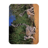 Magnet Flexible Lémurs à queue annelée (Lemur Catta), Berenty (Vertical)