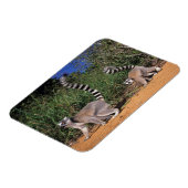Magnet Flexible Lémurs à queue annelée (Lemur Catta), Berenty (Côté Gauche)