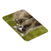 Magnet Flexible Lémurs à queue annelée (Lemur catta) Mère et bébé. (Côté Droit)