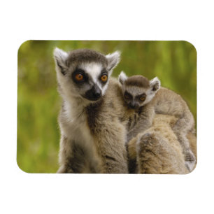 Magnet Flexible Lémurs à queue annelée (Lemur catta) Mère et bébé.
