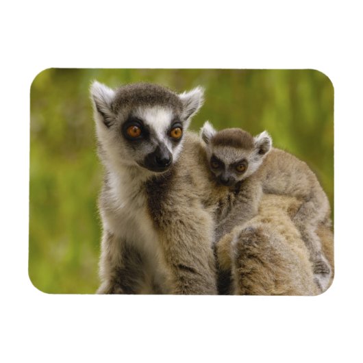 Magnet Flexible Lémurs à queue annelée (Lemur catta) Mère et bébé. (Horizontal)