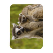 Magnet Flexible Lémurs à queue annelée (Lemur catta) Mère et bébé. (Vertical)