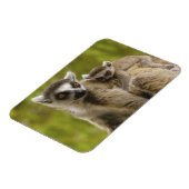 Magnet Flexible Lémurs à queue annelée (Lemur catta) Mère et bébé. (Côté Gauche)