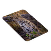 Magnet Flexible Léopard assis, Botswana, Afrique (Côté Droit)