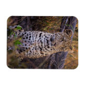 Magnet Flexible Léopard assis, Botswana, Afrique (Horizontal)