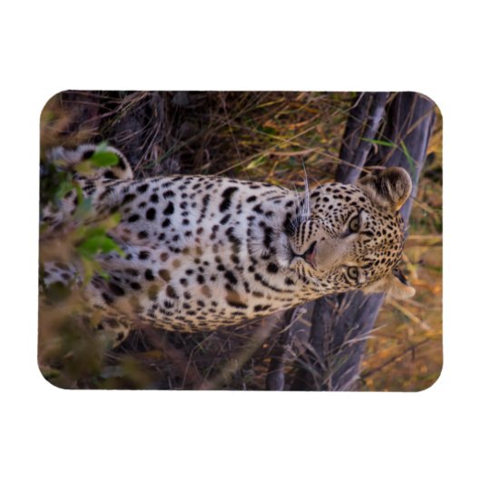 Magnet Flexible Léopard assis, Botswana, Afrique (Horizontal)