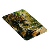 Magnet Flexible Leopard Crossing a Stream Photographie (Côté Droit)