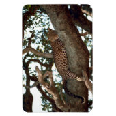 MAGNET FLEXIBLE LEOPARD DANS L'ARBRE (Vertical)