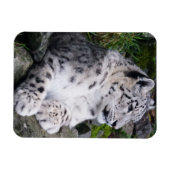 Magnet Flexible Léopard de neige refroidi (Horizontal)