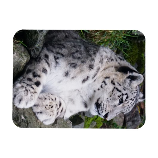 Magnet Flexible Léopard de neige refroidi (Horizontal)