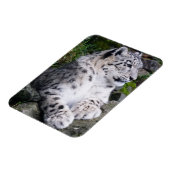 Magnet Flexible Léopard de neige refroidi (Côté Gauche)