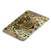 Magnet Flexible Léopard féroce (Côté Gauche)
