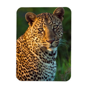 Magnet Flexible Léopard mâle (Panthera Pardus) Jeune adulte