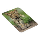 Magnet Flexible Leopard, Panthera pardus, Sabi Sabi Game (Côté Droit)