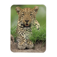 Leopard, Panthera pardus, Sabi Sabi Game