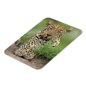 Magnet Flexible Leopard, Panthera pardus, Sabi Sabi Game (Côté Gauche)