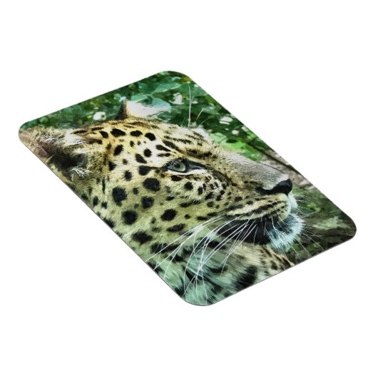 MAGNET FLEXIBLE LEOPARDS (Côté Droit)